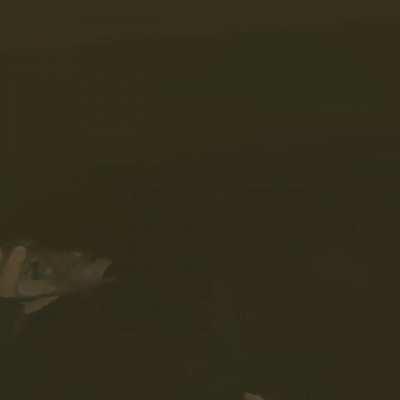 Real VR Fishing update looks great!