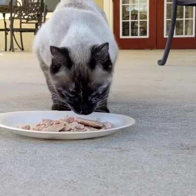 Found her at my job. Poor thing was starving, and drinking out of the community pool. So my coworkers and I gave her tuna and later fresh water.