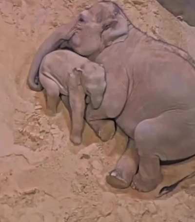 Mother Elephant and her baby sleeping together.