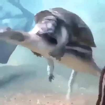 I can't wait to see their babies 