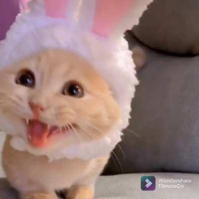 Bunny cat
