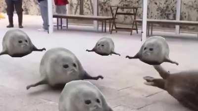 What the seals doin?