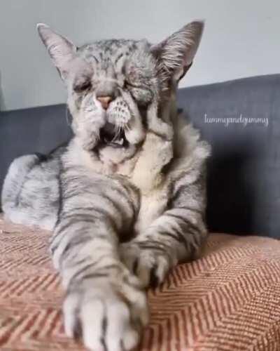 Bullcat (Ehlers Danlos Syndrome)