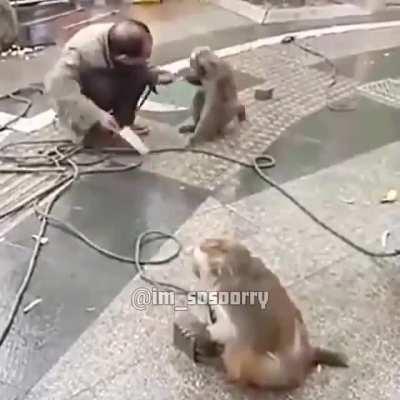 The monkey's are coming for us.