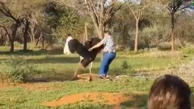 When wildlife have had enough