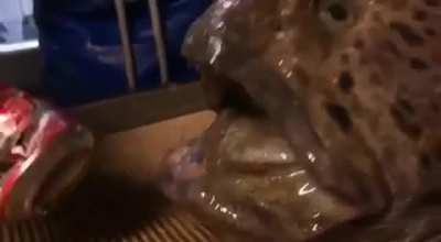 Обезглавленная рыба-волк до сих пор обладает впечатляющей силой укуса. Очень жуткое видео.