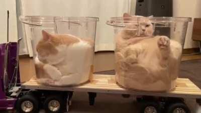 Delivery for liquid cats