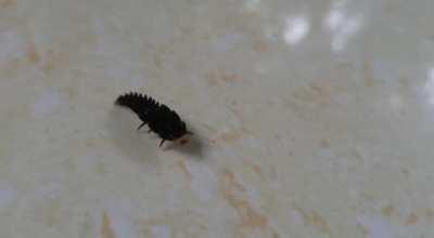 I don't know what this bug is, but it's so beautiful and adorable!