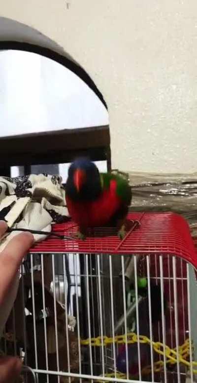 Bobblebirb