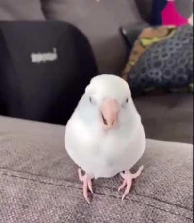 When Bulglarians _____. Fill in the blank.