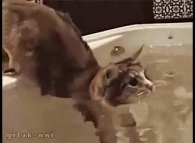Cat gets in too deep