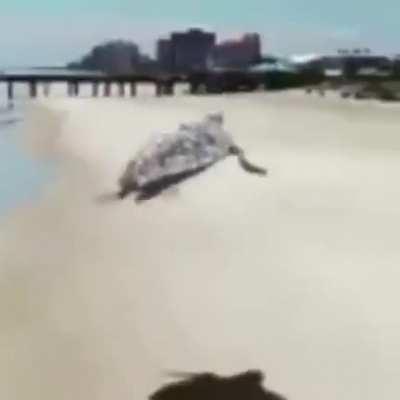 Tartarugas voam? Veja a resposta hj aq no Discovery Channel