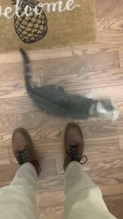 Luigi greets me this way everyday when I come home from work