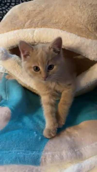 Cutest foster kitten award