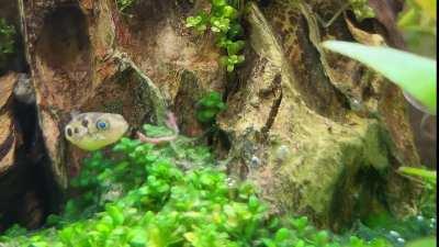 pea puffer can't catch a break out here