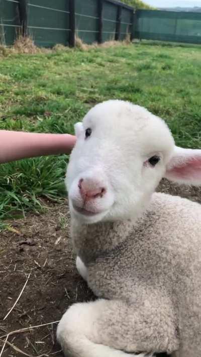 Some good vibes from Hakuna Matata to brighten your day! Hakuna is a rescue lamb at Edgar's Mission sanctuary in Australia.