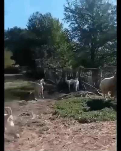 USA - the world police