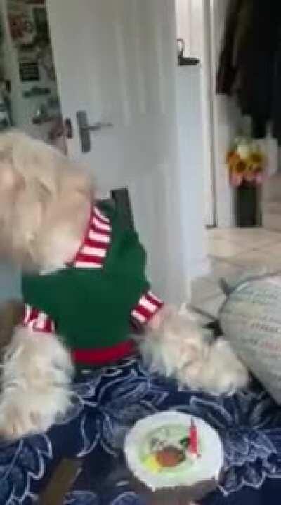 My dog had her birthday during lockdown