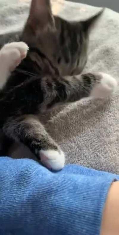 Spoiler alert: pets ensued.