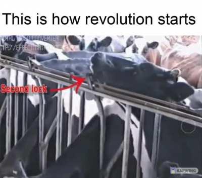 who let the cows out