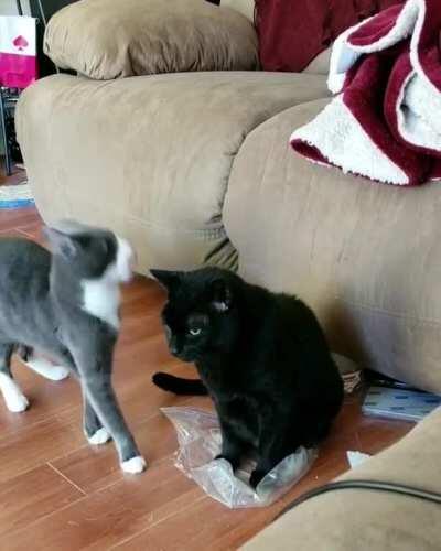 I think Ginger smelled treats on Kalua's breath...