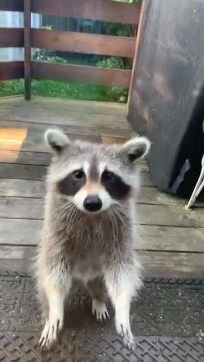 Good Morning from your Friendly Neighbourhood Trash Panda