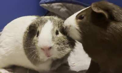 Is he showing love? I’m learning everyday