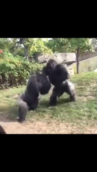 🔥 Gorillas fighting