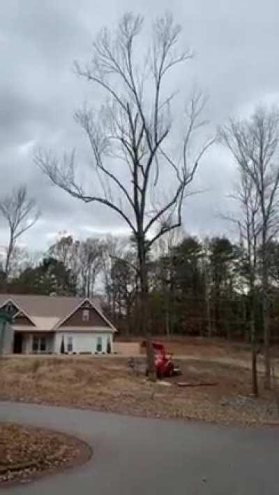 Dead tree completely falls apart when it hits the ground