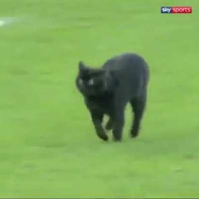 Bored watching soccer? Bring a cat to the game.