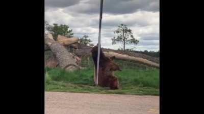 Стрип-бар «мишки на шишке»