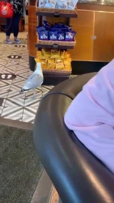 Seagull thief