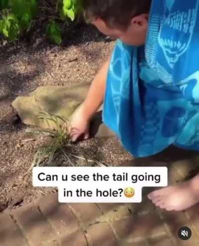 Anyone else see the tail??