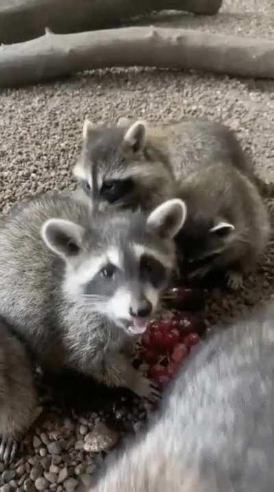 A gaze of grape munching trash pandas
