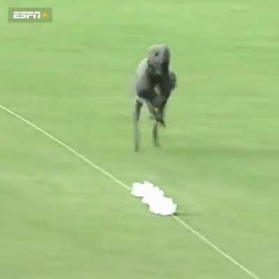 Dog running 100 yard dash in 5.92 seconds