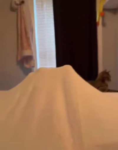 Orange.exe has stopped working