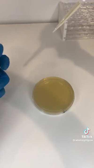 The effects of bleach when used on a kitchen sink.