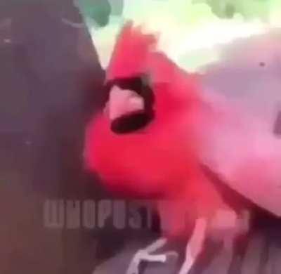 😭 bird highhh asfff 😭