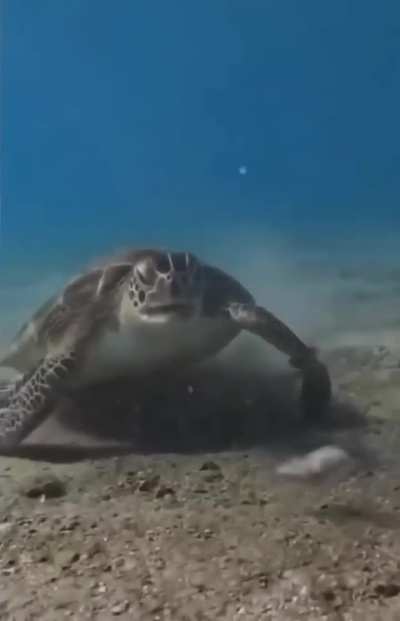 Sea Turtle shows disgust at eating something repulsive