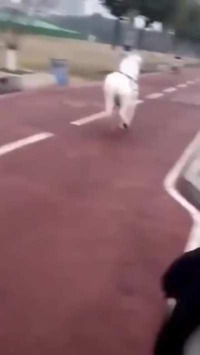 Just a pony passing by