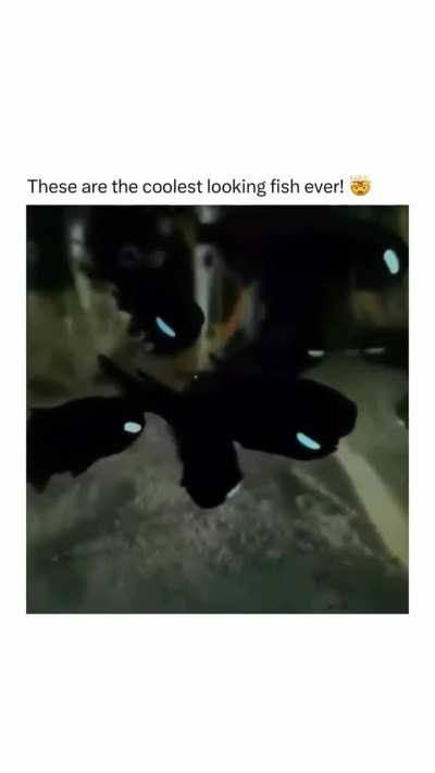 They are known as Flashlight fishes