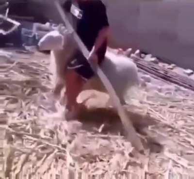 sheep was rethinking his whole life