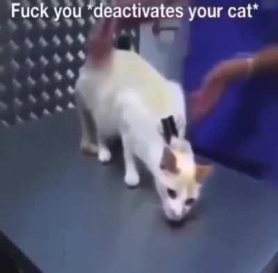 Fuck you deactivates your cat