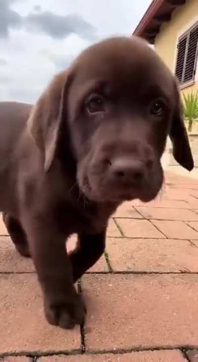 My lab before and after he saw me