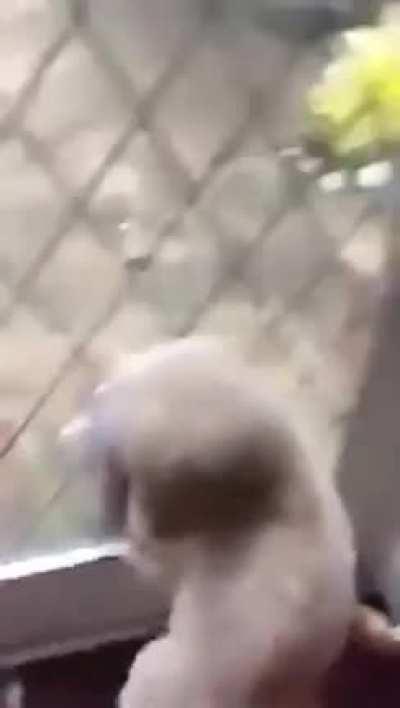 ''I wonder what's Fluffy doing over there''