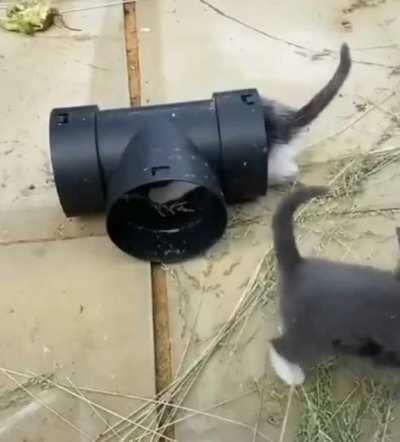 Cat's reaction to a pipe