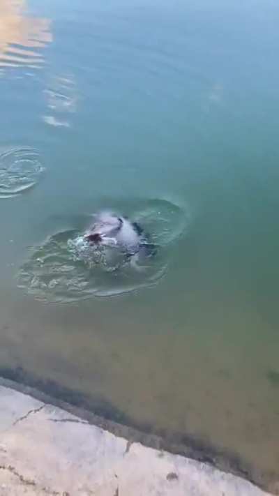 Deep sea creature comes to surface