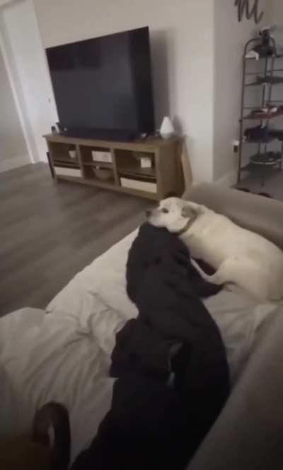 Dogs realize they got carried away with the ruckus while Mom was trying to nap