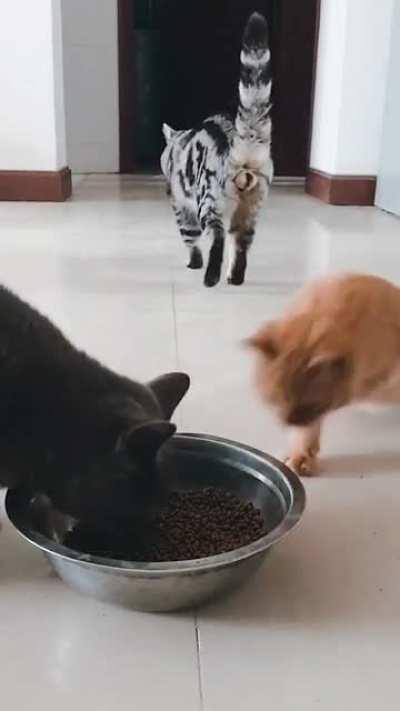 The cat just wanted food