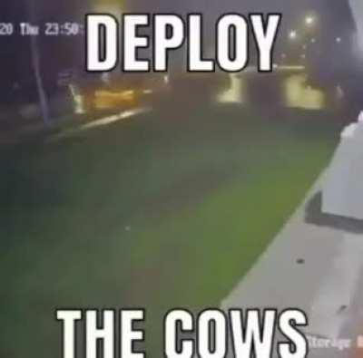 the cows
